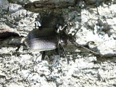Calosoma inquisitor