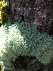 Cladonia confusa