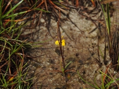 Utricularia guyanensis