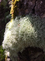 Cladonia confusa