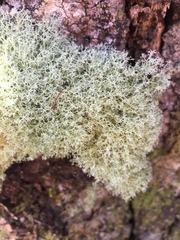 Cladonia confusa