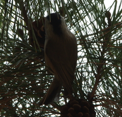 Poecile palustris