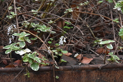 Plectranthus verticillatus