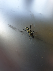 Chlorophorus curtisi