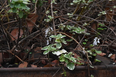 Plectranthus verticillatus