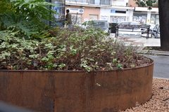 Plectranthus verticillatus