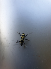 Chlorophorus curtisi