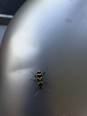 Chlorophorus curtisi