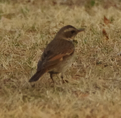 Turdus eunomus