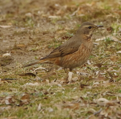Turdus naumanni