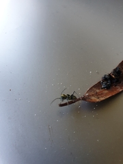 Chlorophorus curtisi