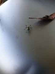 Chlorophorus curtisi