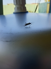 Chlorophorus curtisi