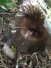 Amanita pekeoides