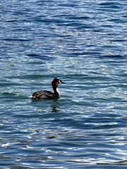 Podiceps cristatus australis