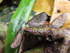 Sangalopsis microleuca
