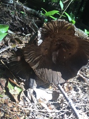 Amanita pekeoides