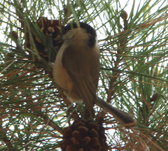 Poecile palustris