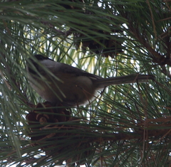 Poecile palustris
