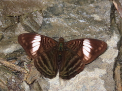 Adelpha ethelda eponina