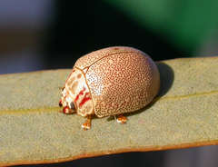 Paropsis deserti