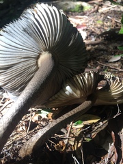 Amanita pekeoides
