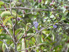 Ceanothus tomentosus