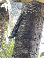 Ctenosaura similis