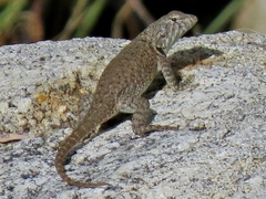 Sceloporus hunsakeri