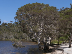 Melaleuca cuticularis
