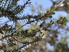 Melaleuca cuticularis