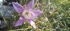 Gentianella austriaca