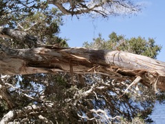 Melaleuca cuticularis