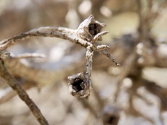 Melaleuca cuticularis