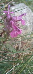 Pedicularis sylvatica