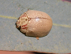 Paropsis deserti