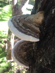 Fomitopsis hemitephra