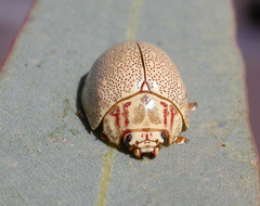 Paropsis deserti