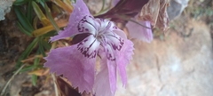 Dianthus alpinus