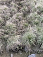 Muhlenbergia rigens