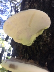 Fomitopsis hemitephra