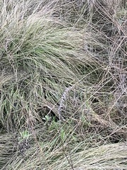 Muhlenbergia rigens