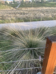 Muhlenbergia rigens
