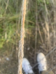 Muhlenbergia rigens