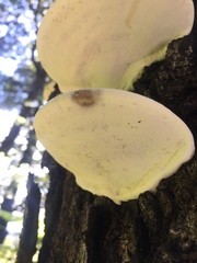 Fomitopsis hemitephra
