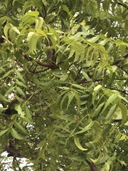 Azadirachta indica