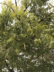 Azadirachta indica
