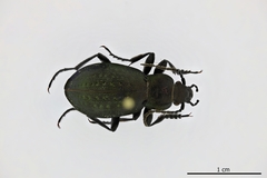 Carabus alpestris