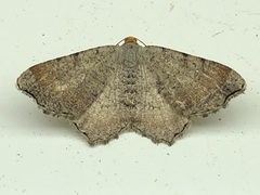 Macaria transitaria