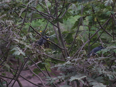 Nyctanassa violacea
